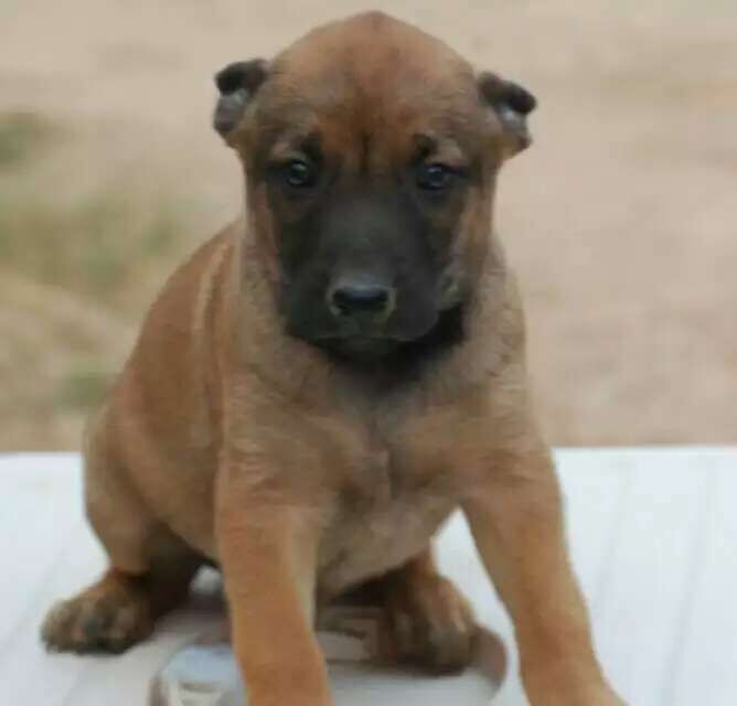 出售小马犬-诸暨二手市场 - 诸暨在线