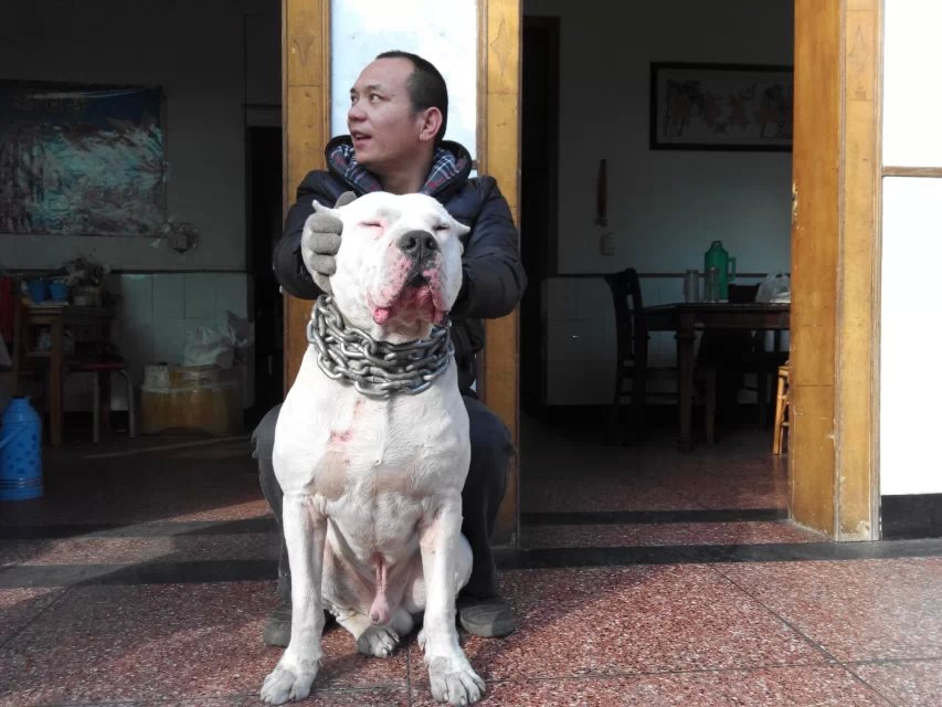 欢迎杜高犬爱好者前来配种,价格好商量的.