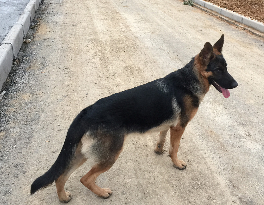 寻纯种弓背德牧公配种-诸暨二手市场 - 诸暨在