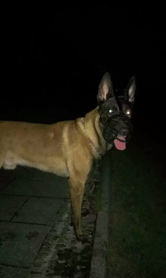 凶猛大胆公马犬转让