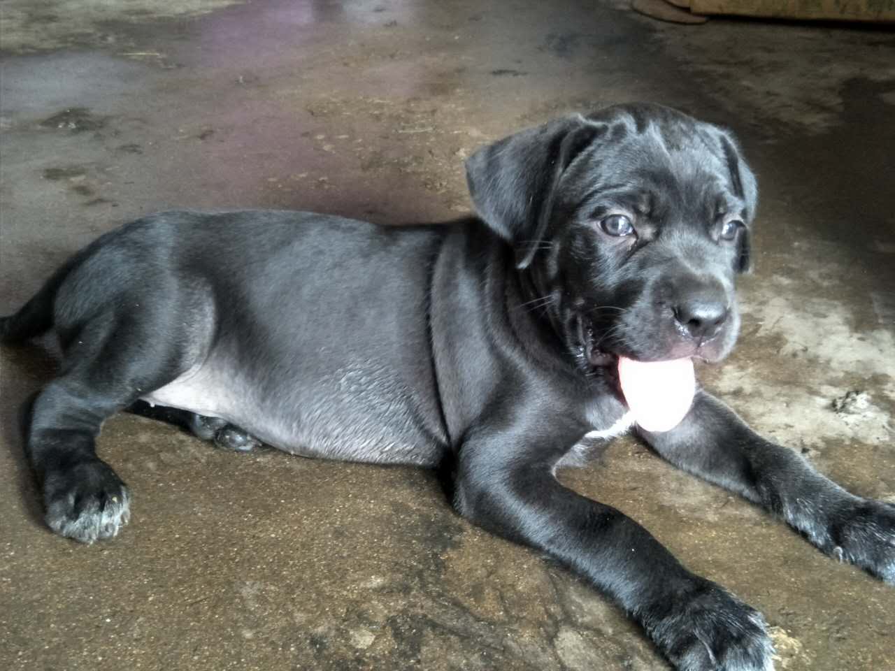 卡斯罗幼犬低价出售