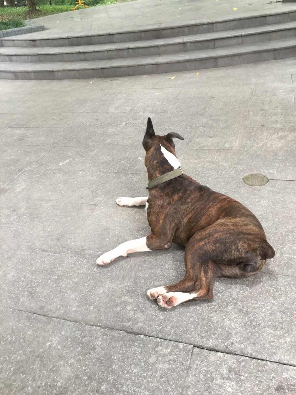 转让家养虎斑犬