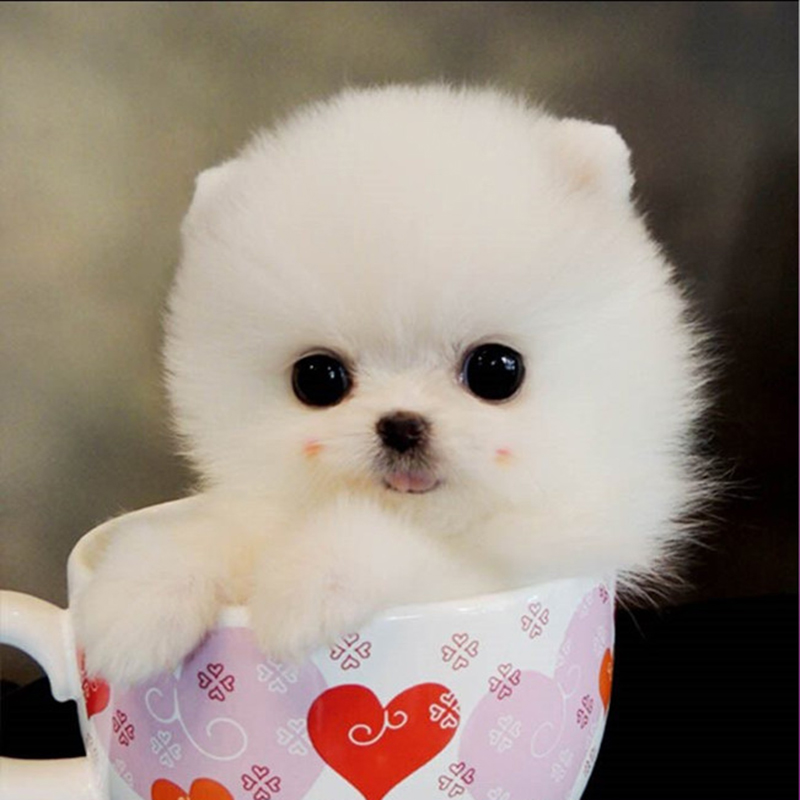 博美茶杯犬好养活吗